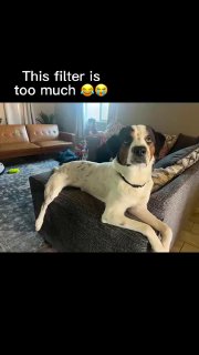 Чот в голосину проиграл с этого AI фильтра в... image preview